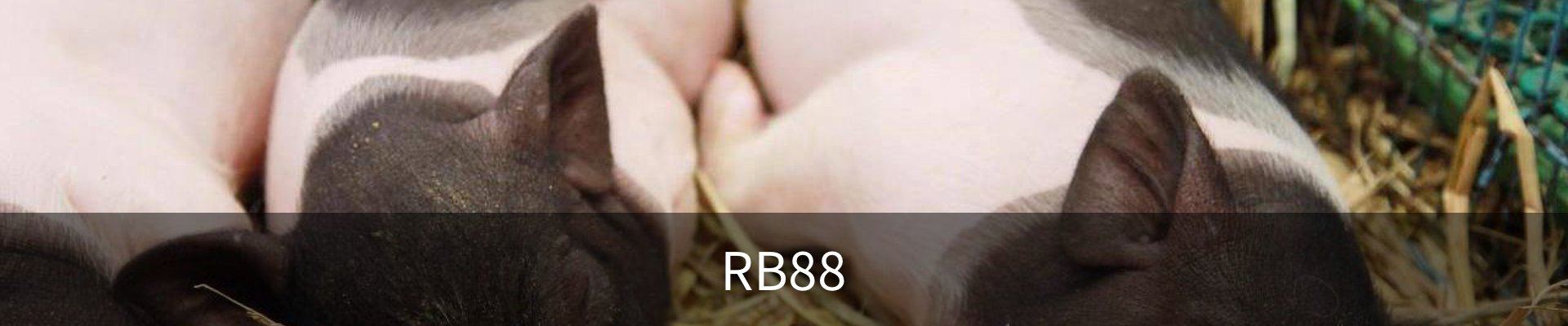 RB88